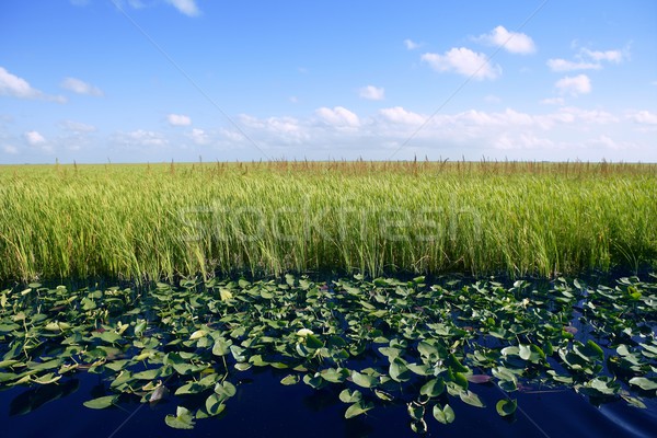 Blue sky in Florida Everglades wetlands green plants horizon, nature Stock photo © lunamarina