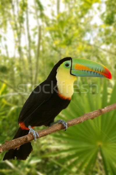 toucan kee billed Tamphastos sulfuratus jungle Stock photo © lunamarina
