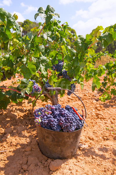 bobal harvesting with wine grapes harvest Stock photo © lunamarina