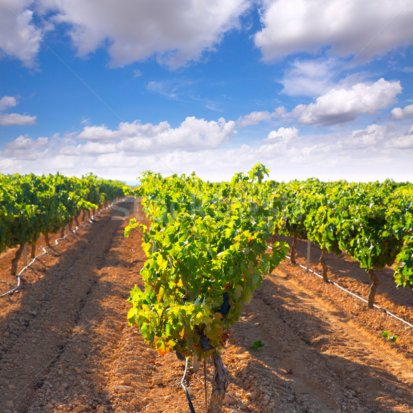 mediterranean Bobal grapes in vineyard Stock photo © lunamarina