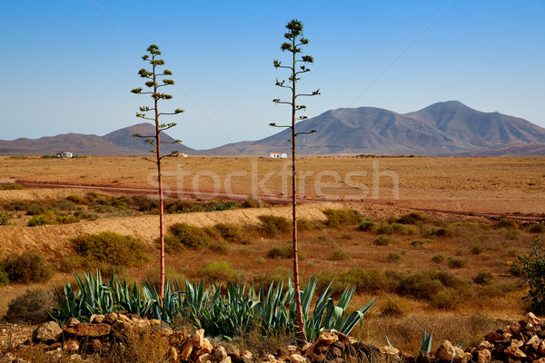 Fuerteventura Tefia at Canary Islands Stock photo © lunamarina