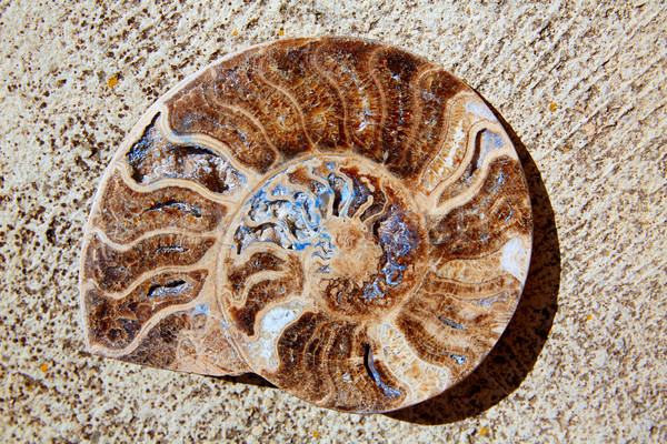 Ammonites fossil snail cut found in Teruel Stock photo © lunamarina