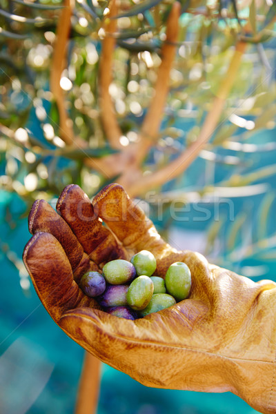 Olives harvest picking hands at Mediterranean Stock photo © lunamarina