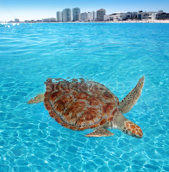 Stock photo: Green sea Turtle Caribbean sea surface Cancun