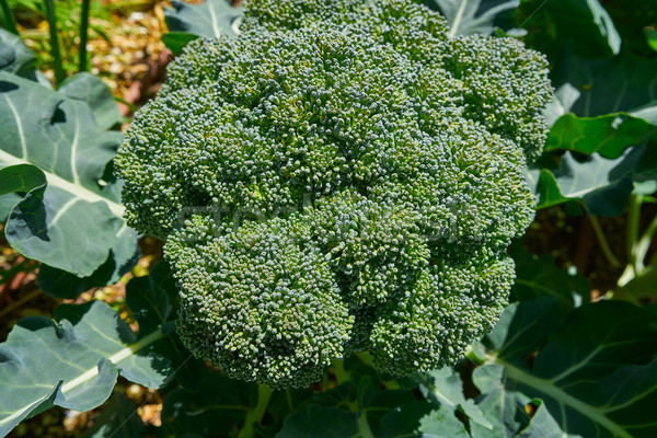 Broccoli plant in an organic orchard homestead Stock photo © lunamarina