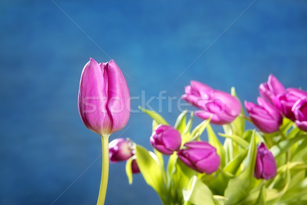 Foto stock: Tulipanes · rosa · flores · azul · estudio