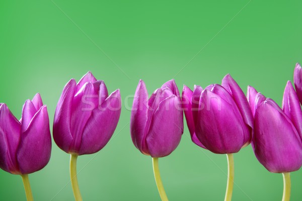Rózsaszín tulipánok virágok csetepaté csoport vonal Stock fotó © lunamarina
