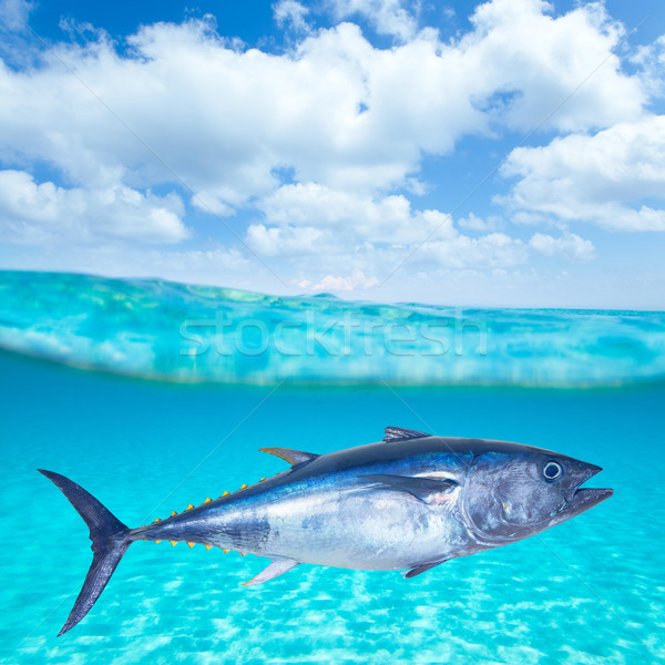 Tuńczyka podwodne pływanie Fotografia chmury charakter Zdjęcia stock © lunamarina