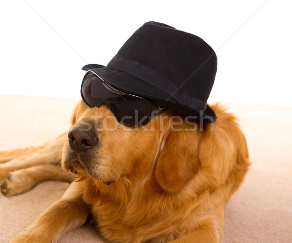 Dog as mafia gangster with black hat and sunglasses Stock photo © lunamarina