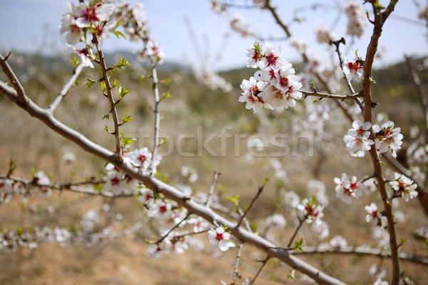 [[stock_photo]]: Blanche · amande · arbre · fleurs · très · tôt