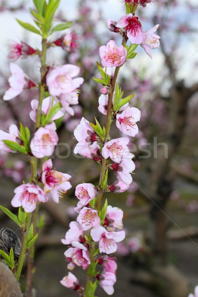 almond spring flowers on tree branch Stock photo © lunamarina