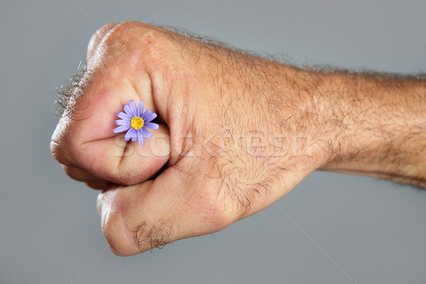Contraste poilue homme main fleur fleur de printemps Photo stock © lunamarina