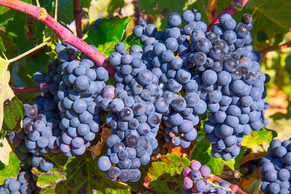 Bobal Wine grapes in vineyard raw ready for harvest Stock photo © lunamarina