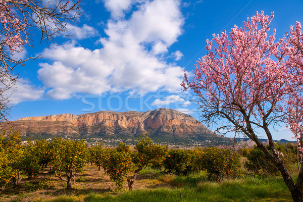 Mongo in Denia Javea in spring with almond tree flowers Stock photo © lunamarina