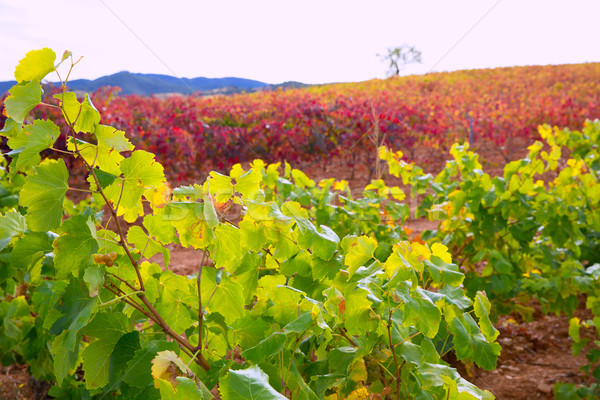 Carinena and Paniza vineyards in autumn red Zaragoza Spain Stock photo © lunamarina