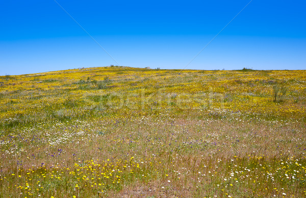 Via de la Plata way in Extremadura Spain Stock photo © lunamarina