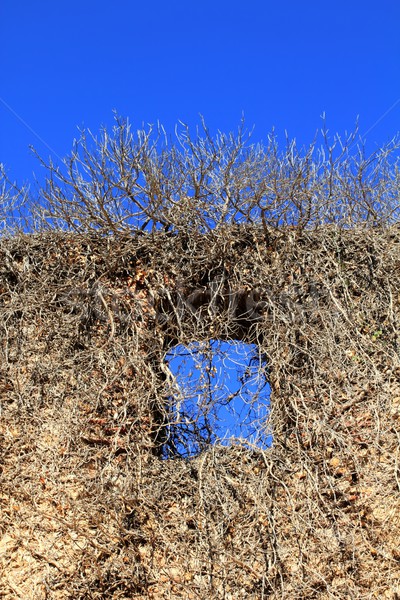 ancient castle wall window invaded by climbing plants Stock photo © lunamarina