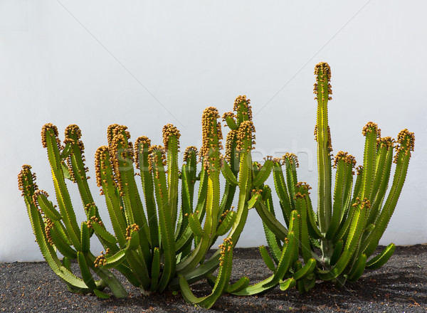 [[stock_photo]]: Cactus · maison · blanche · façade · noir · pierres · sol