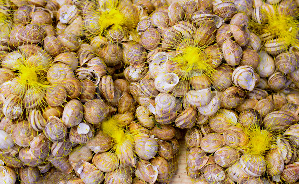 Mediterranean snails in yellow nets Stock photo © lunamarina