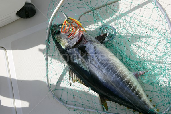 Kék uszony tonhal mediterrán halászat közzététel Stock fotó © lunamarina