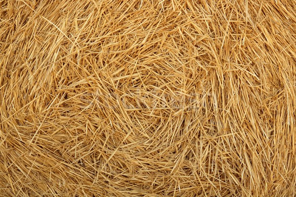 Hay round bale of dried wheat cereal Stock photo © lunamarina