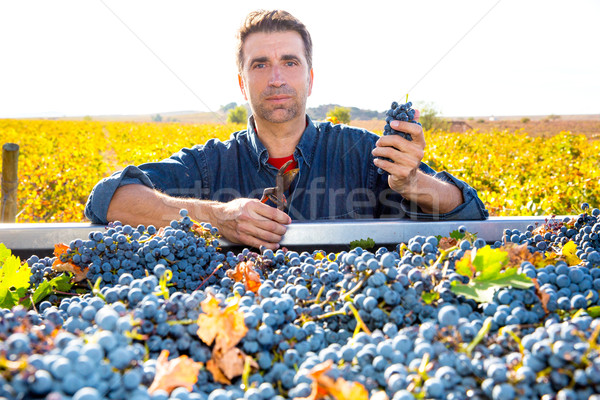 Mediterranean vineyard farmer harvest cabernet sauvignon Stock photo © lunamarina