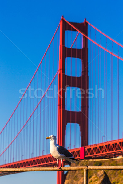 San Francisco Golden Gate Bridge gabbiano California USA blu Foto d'archivio © lunamarina