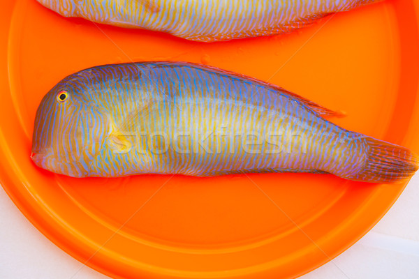 Fish Xyrichthys novacula also called Raor pearly razorfish Stock photo © lunamarina