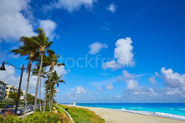 Palma playa Florida EUA agua Foto stock © lunamarina