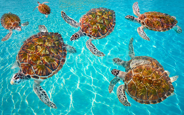 Riviera Maya turtles photomount on Caribbean Stock photo © lunamarina