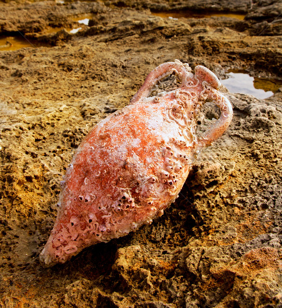 Amphora roman with marine fouling in Mediterranean Stock photo © lunamarina