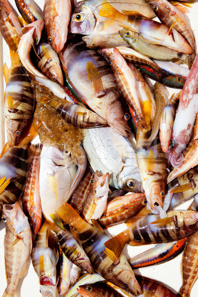 catch of fish in Mediterranean bream squid Stock photo © lunamarina