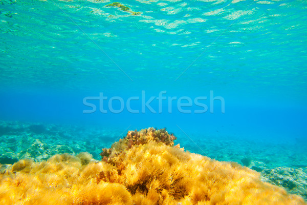 Ibiza Formentera underwater anemone seascape Stock photo © lunamarina