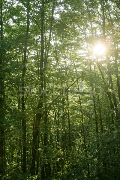Beech green magic forest woods Stock photo © lunamarina