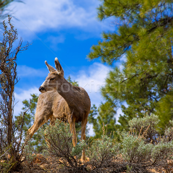 оленей Аризона Гранд-Каньон парка США небе Сток-фото © lunamarina