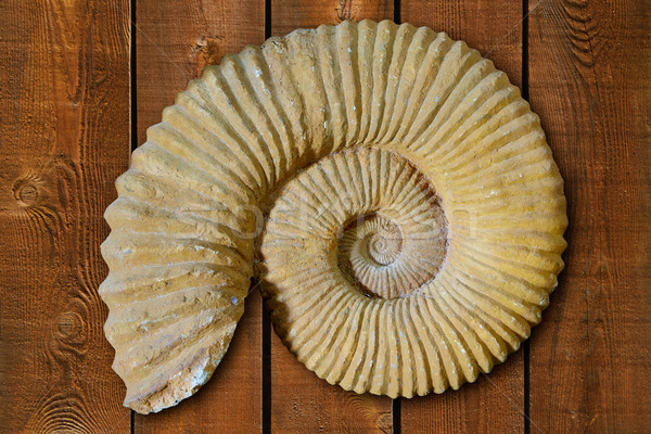 Ammonites fossil in Valencian Community Spain Stock photo © lunamarina