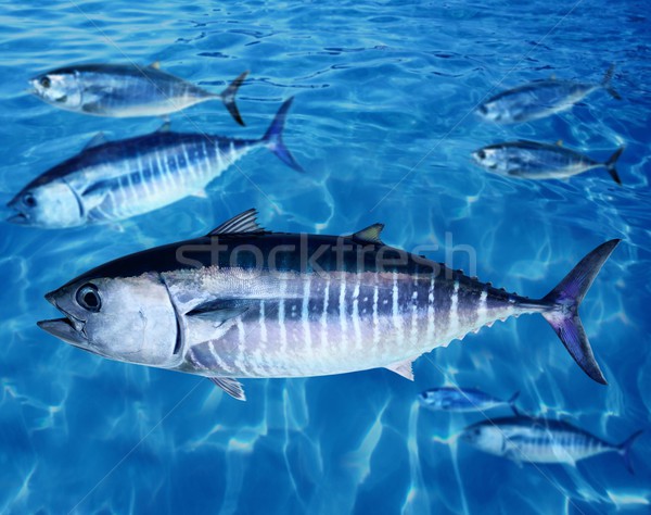 Bluefin tuna Thunnus thynnus fish school underwater Stock photo © lunamarina