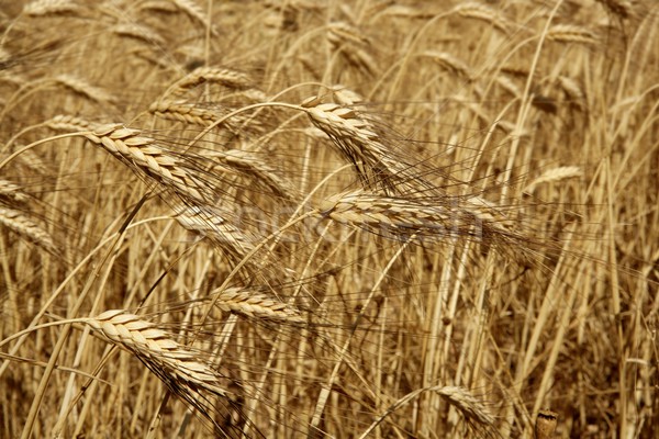 Stock fotó: Mezőgazdaság · búza · arany · aszalt · termény · textúra