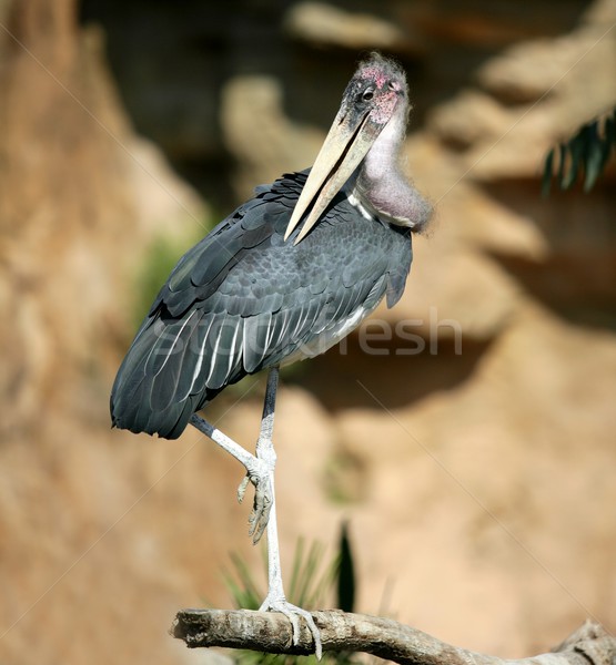 African natura capelli uccello africa nero Foto d'archivio © lunamarina