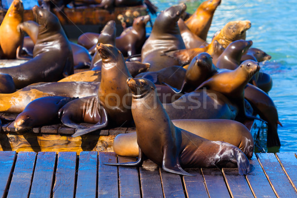 San Francisco Pier 39 lighthouse and seals California Stock photo © lunamarina