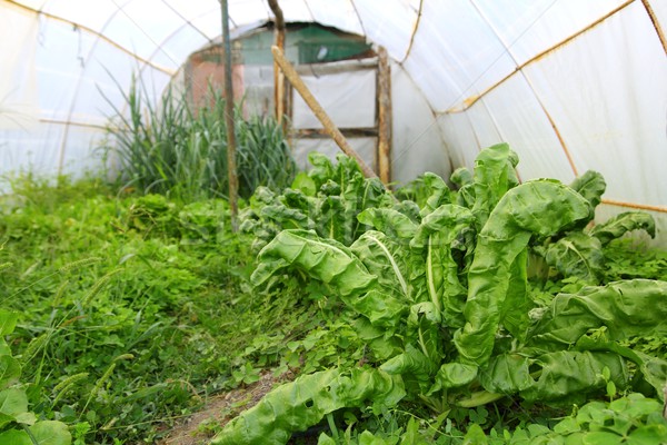 Szklarnia mały podwórko warzyw kuchnia ogród Zdjęcia stock © lunamarina