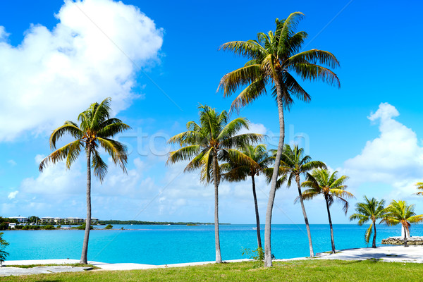 Stockfoto: Florida · sleutels · palmbomen · USA · strand