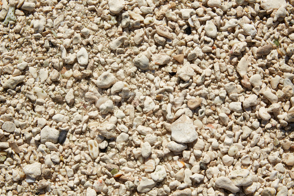 Key West beach shells sand detail in Florida Stock photo © lunamarina