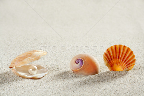 beach summer vacation background shell pearl clam Stock photo © lunamarina