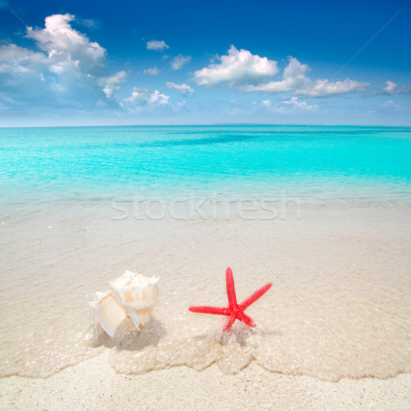 Foto stock: Starfish · concha · praia · tropical · areia · branca · praia · turquesa