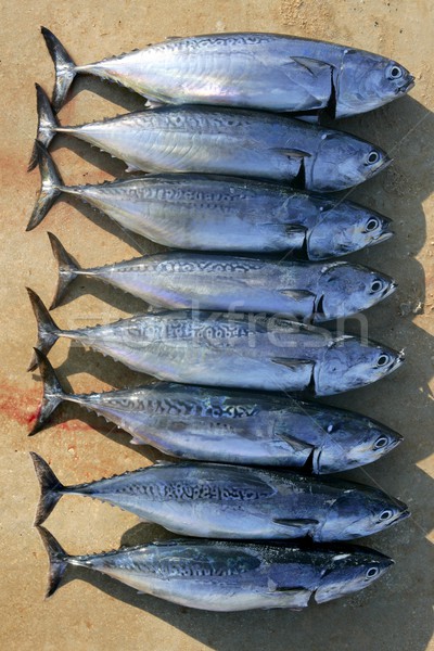 Auxis thazard fish in a row frigate tuna catch Stock photo © lunamarina