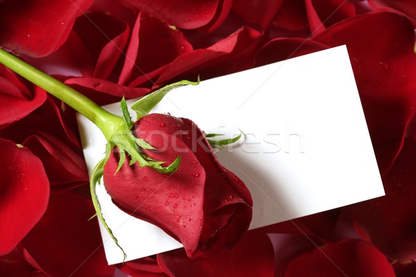 Stock fotó: Piros · rózsa · makró · közelkép · jegyzet · copy · space · virágok