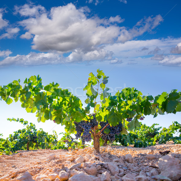 Bobal Wine grapes in vineyard raw ready for harvest Stock photo © lunamarina