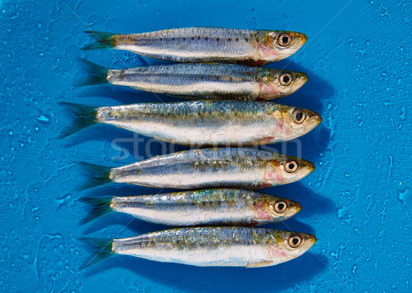Sardine fishes in a row on blue wet background Stock photo © lunamarina