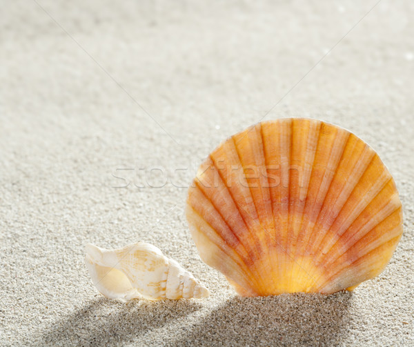 Spiaggia di sabbia shell tropicali perfetto spiaggia Foto d'archivio © lunamarina